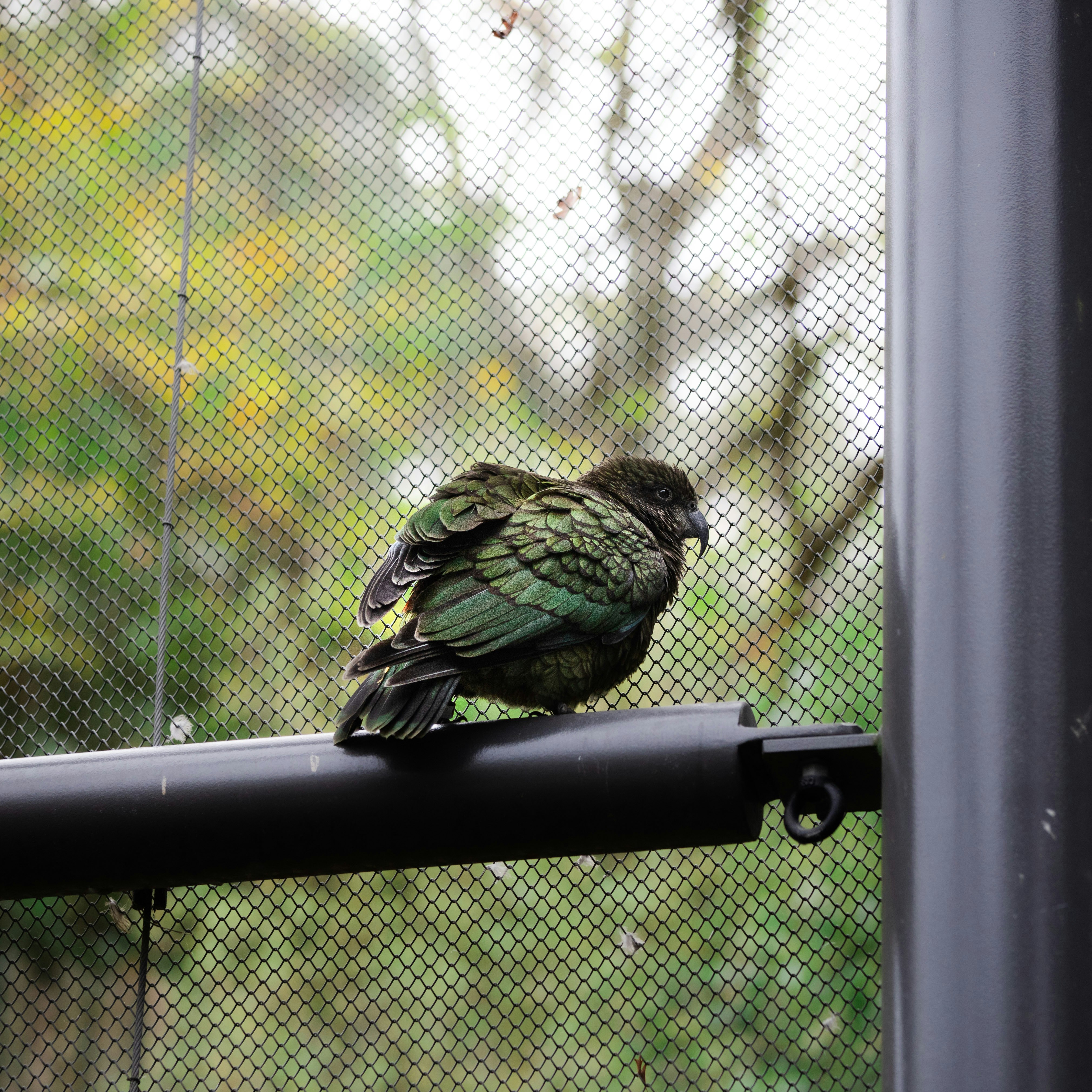 green bird on black metal fence